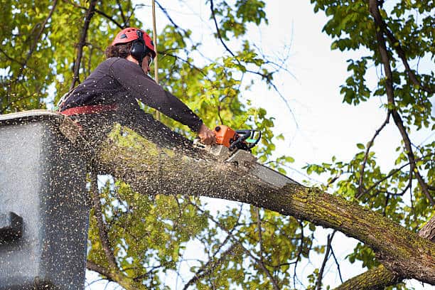 Tree removal work in Charlotte