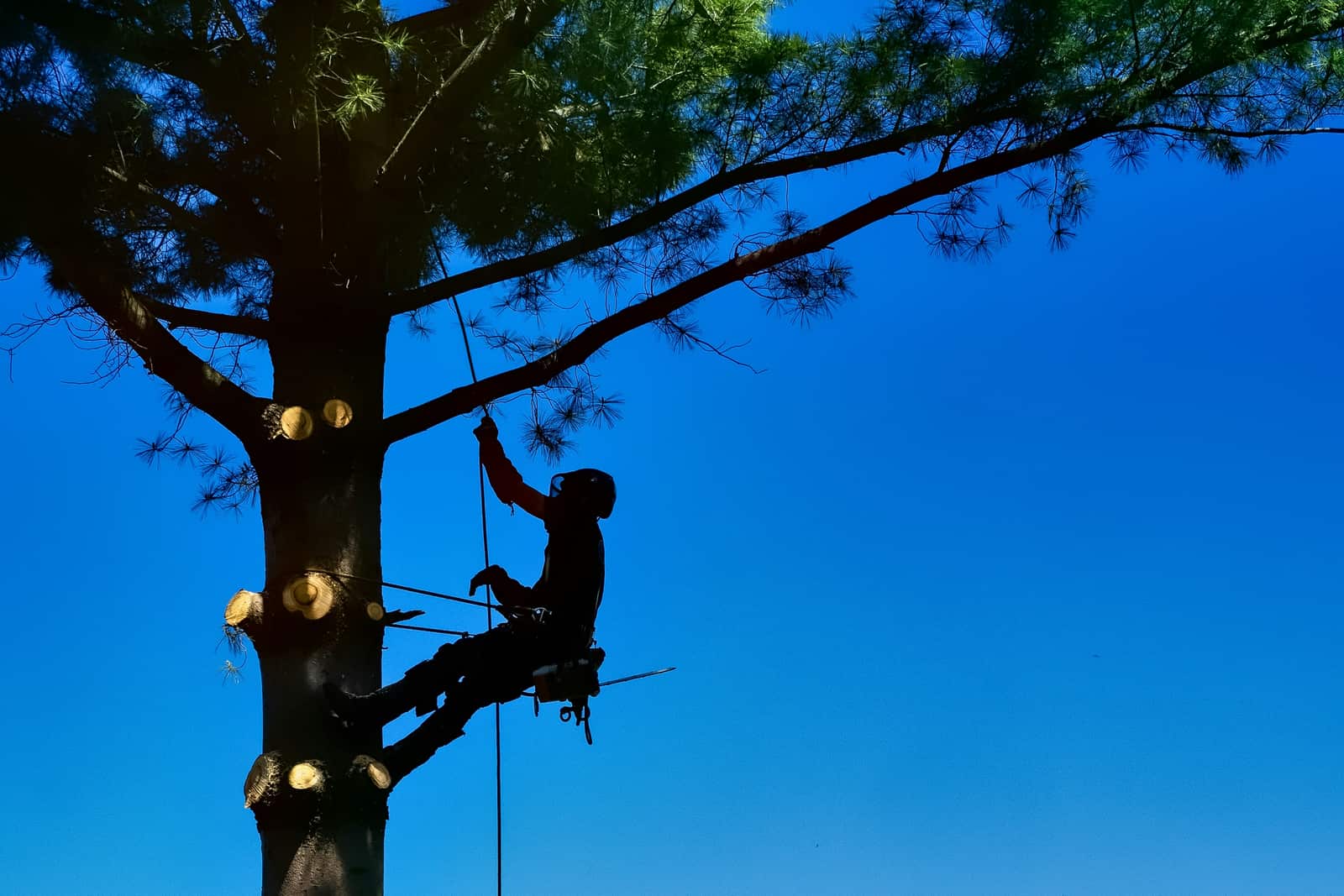 Tree health and care