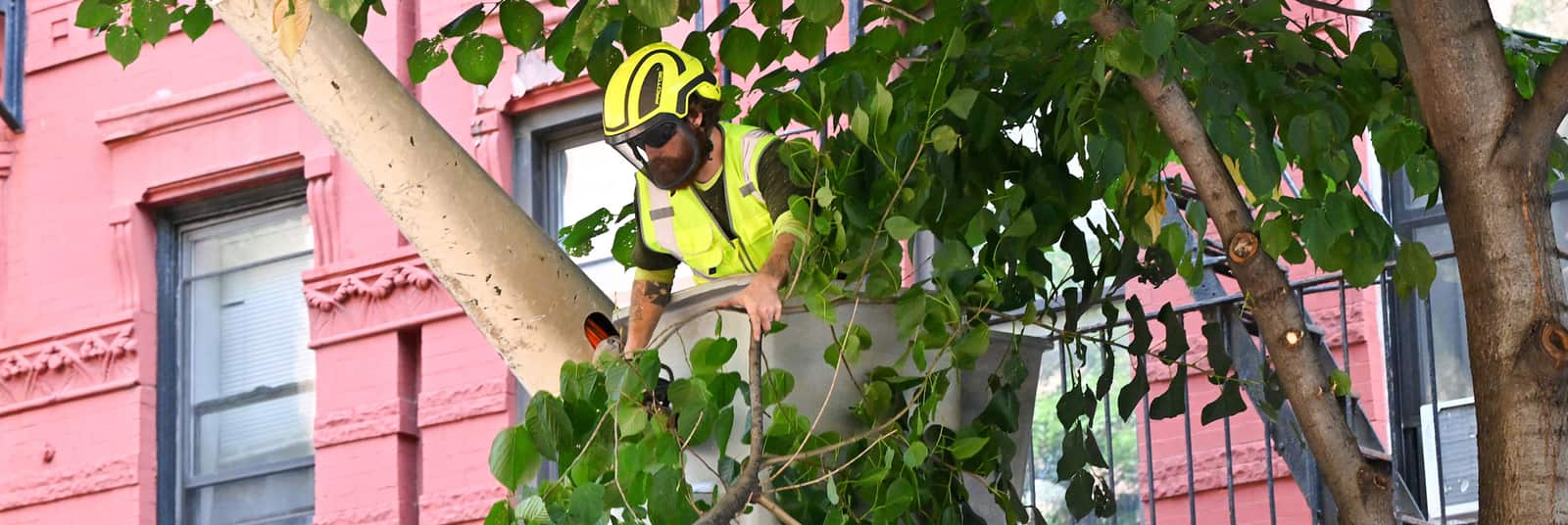 Professional tree trimming